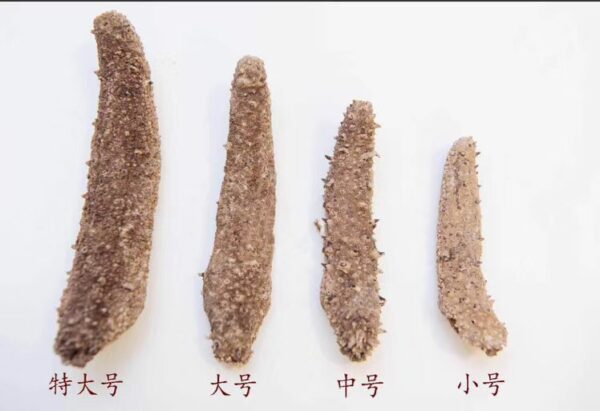 阿拉斯加野生红刺参多种规格 - 图片 2